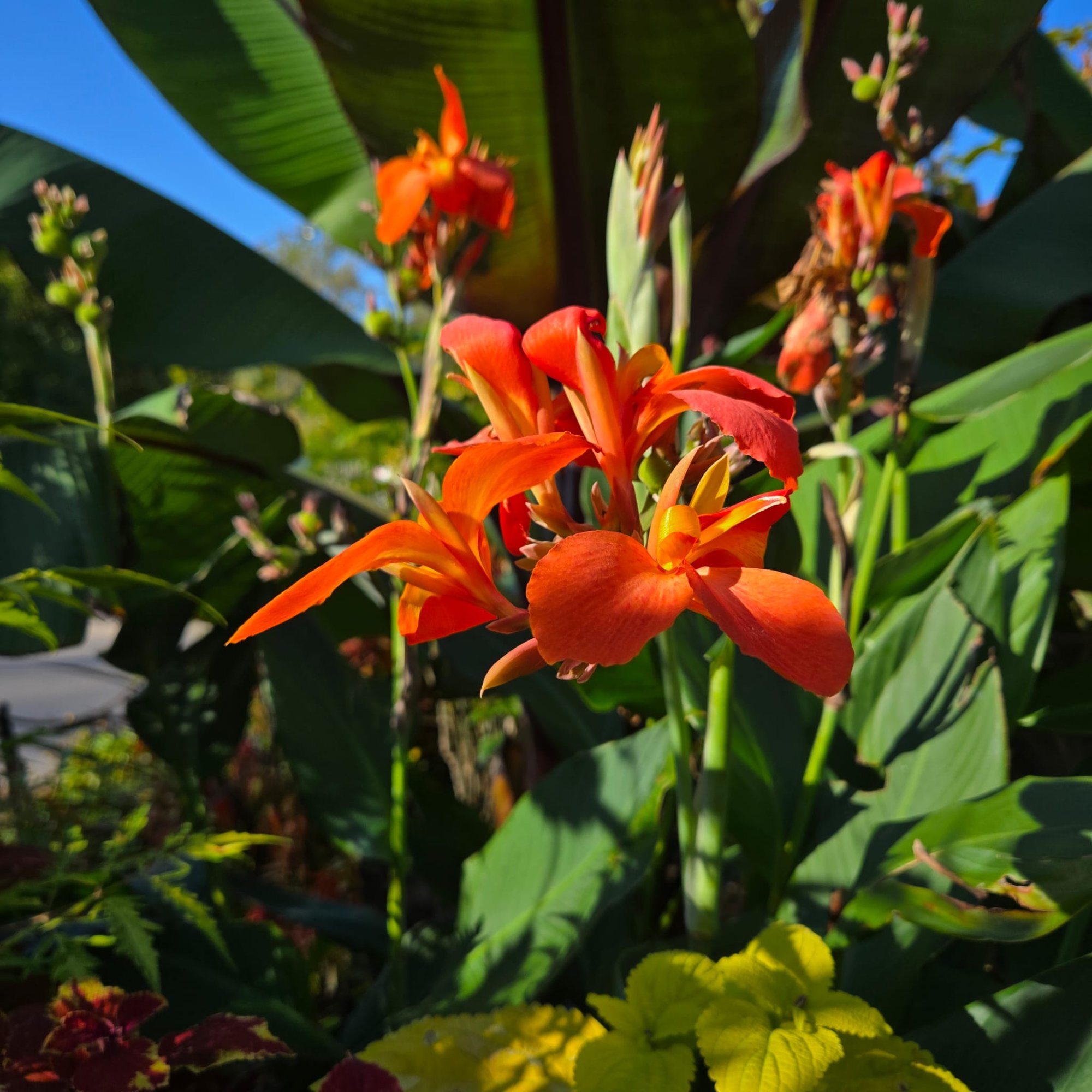 Canna lily
