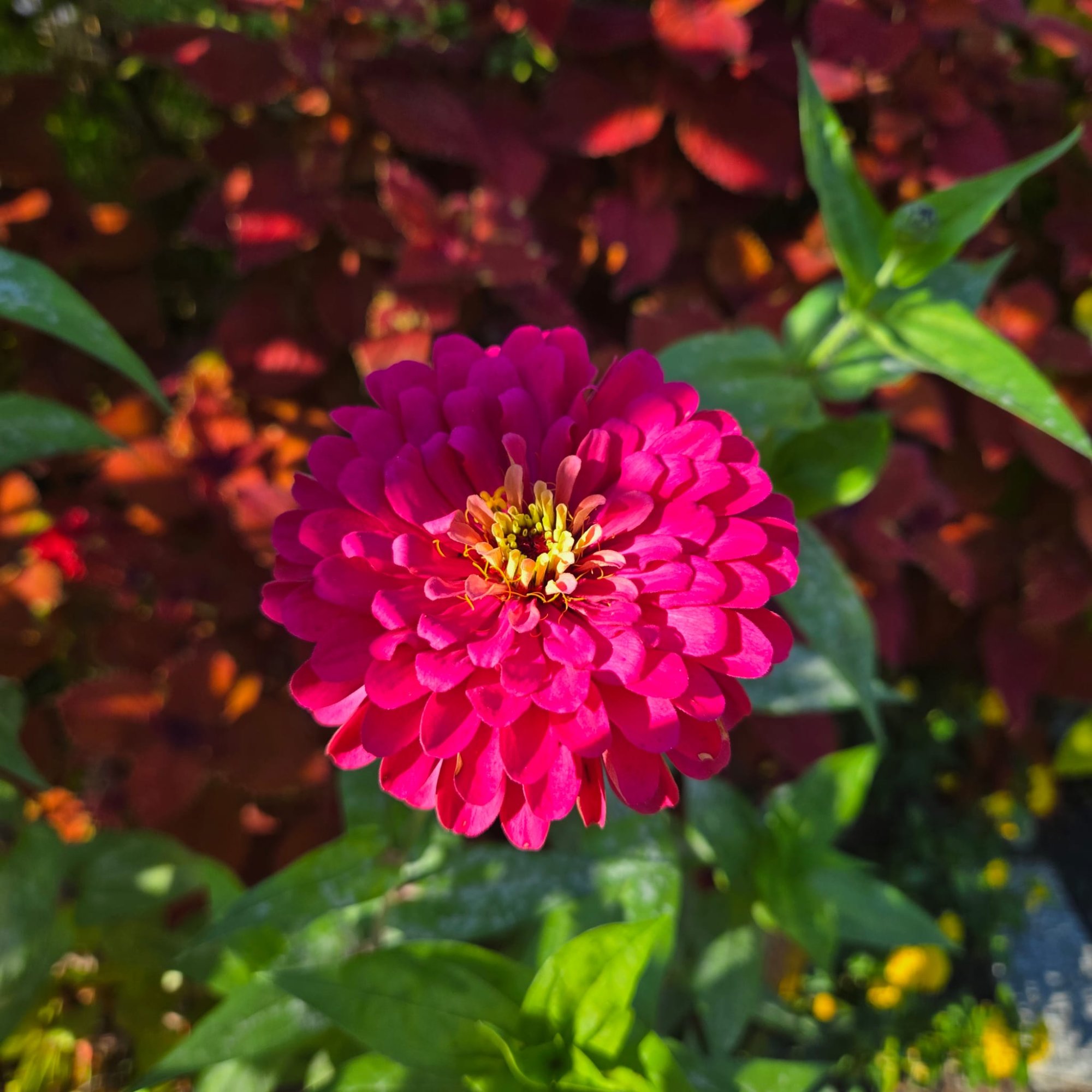 Pink zinnia