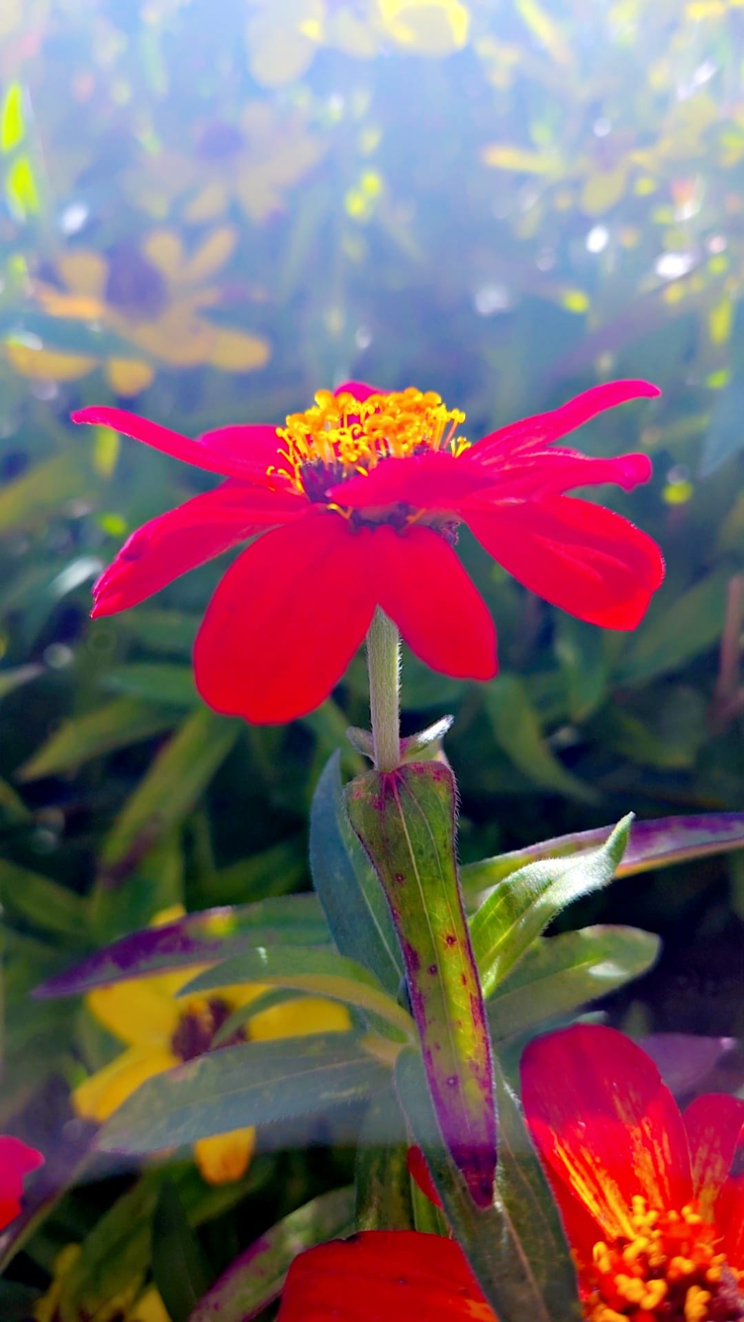 Red zinnia